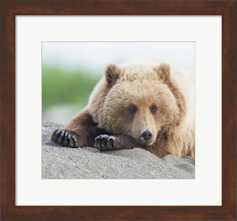 Framed Bear Life IV Print