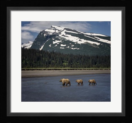 Framed Bear Life V Print