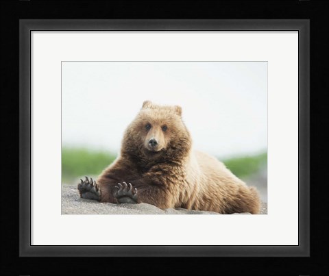 Framed Bear Life VI Print