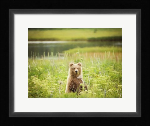 Framed Bear Life VII Print