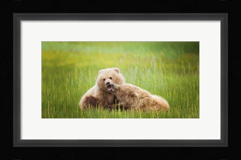 Framed Bear Life VIII Print