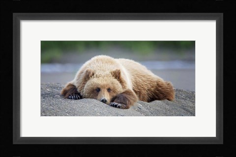 Framed Bear Life X Print
