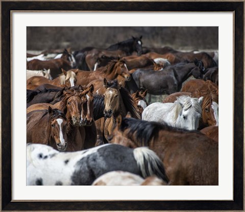 Framed Horse Back Print