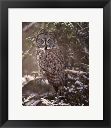 Framed Owl in the Snow I Print