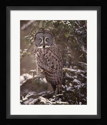 Framed Owl in the Snow I Print