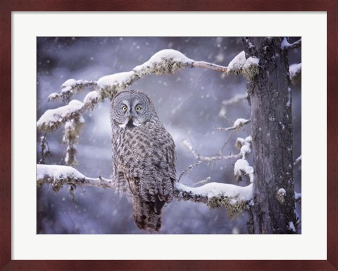 Framed Owl in the Snow III Print