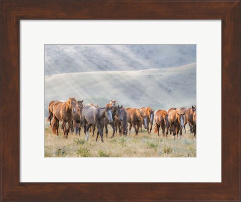 Framed Sunkissed Horses III Print