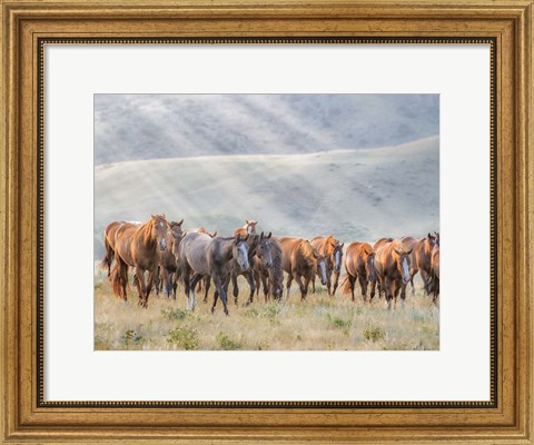 Framed Sunkissed Horses III Print