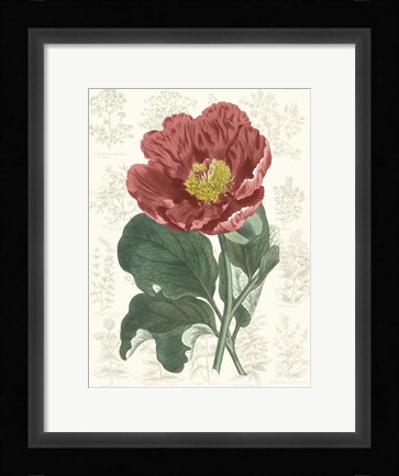 Framed Peony Flower Garden I Print