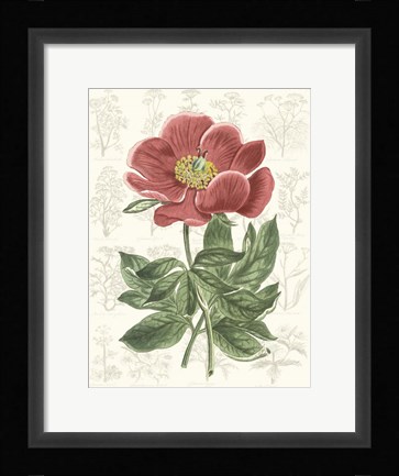 Framed Peony Flower Garden II Print