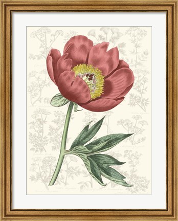 Framed Peony Flower Garden III Print