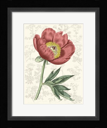 Framed Peony Flower Garden III Print