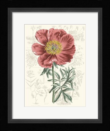 Framed Peony Flower Garden IV Print