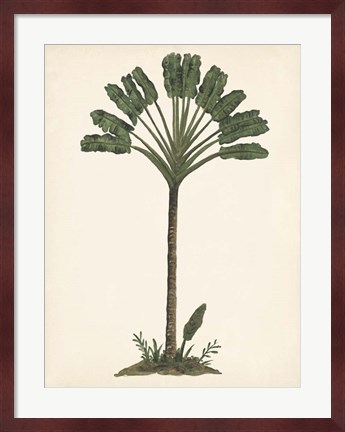 Framed Palm Tree Study I Print