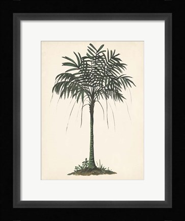 Framed Palm Tree Study II Print