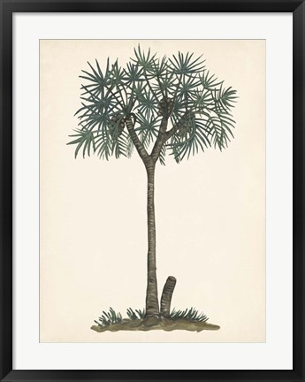 Framed Palm Tree Study III Print