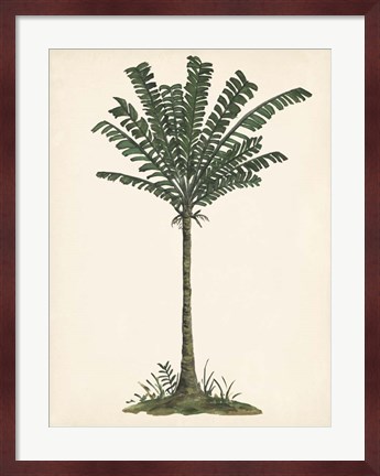 Framed Palm Tree Study IV Print