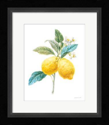 Framed Floursack Lemon IV on White Print