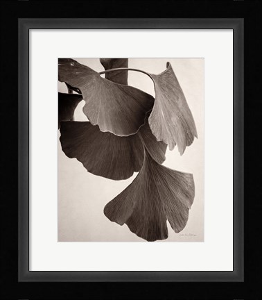 Framed Gingko Sepia Print