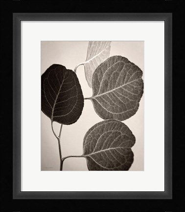 Framed Eucalyptus Sepia Print