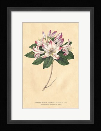 Framed Rhododendron Vintage Print