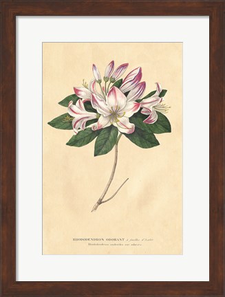 Framed Rhododendron Vintage Print