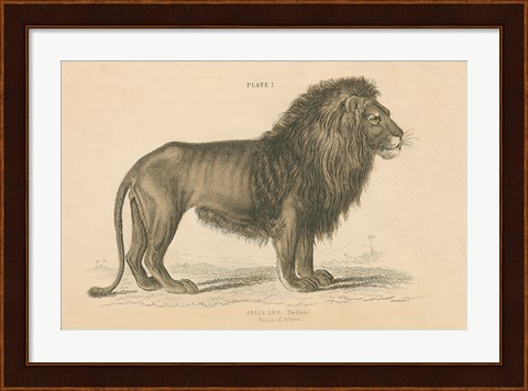 Framed Vintage Lion Print