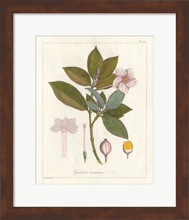 Framed Botanical Gardenia v2 Print