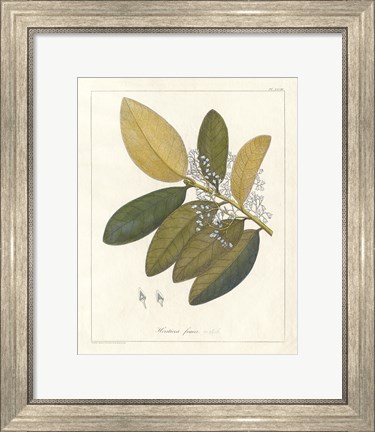 Framed Botanical Heritiera v2 Print