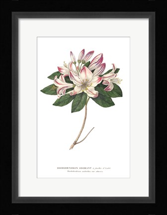 Framed Rhododendron Bright Print