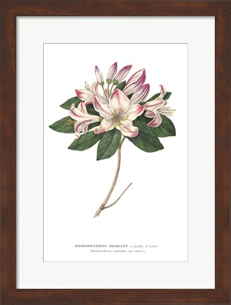 Framed Rhododendron Bright Print