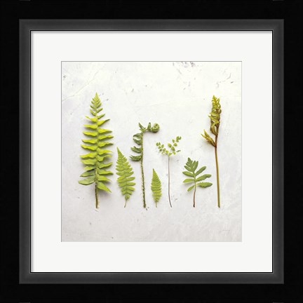 Framed Flat Lay Ferns III Print