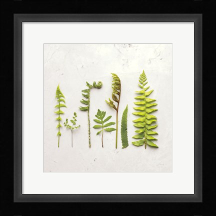 Framed Flat Lay Ferns IV Print