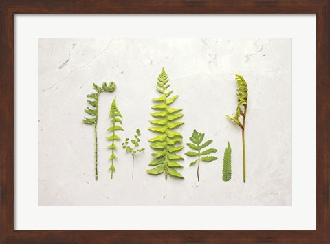 Framed Flat Lay Ferns II Print