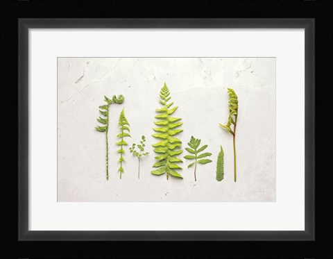 Framed Flat Lay Ferns II Print