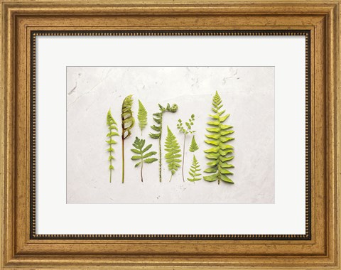 Framed Flat Lay Ferns I Print