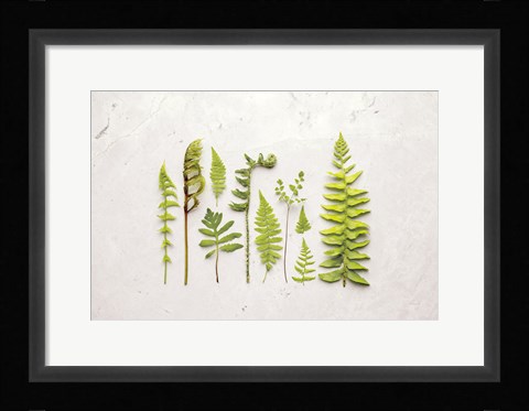 Framed Flat Lay Ferns I Print