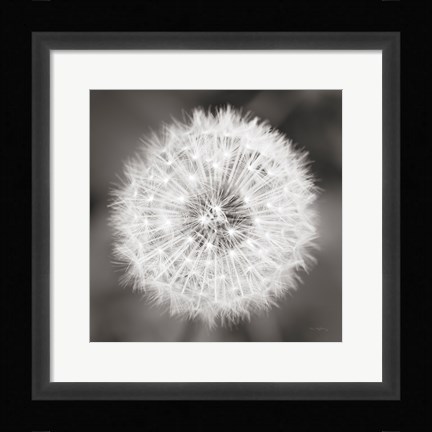 Framed Dandelion Seedhead Print