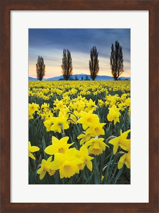 Framed Skagit Valley Daffodils I Print