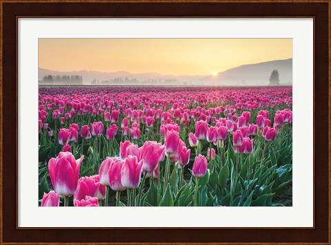 Framed Skagit Valley Tulips I Print