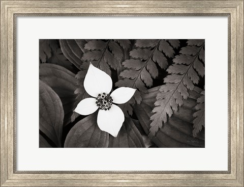 Framed Bunchberry and Ferns I BW Print