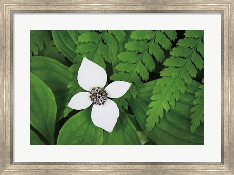 Framed Bunchberry and Ferns I color Print