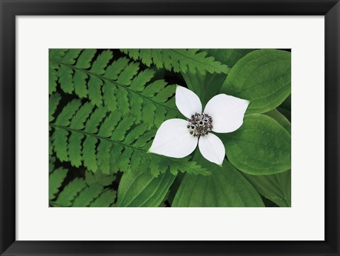 Framed Bunchberry and Ferns II color Print