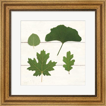 Framed Leaf Chart V Shiplap Print