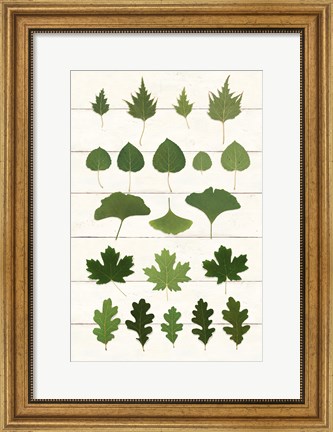 Framed Leaf Chart I Shiplap Print