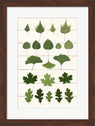 Framed Leaf Chart I Shiplap Print
