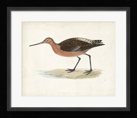 Framed Sandpiper II Print