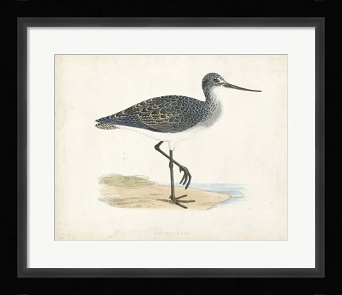 Framed Sandpiper III Print