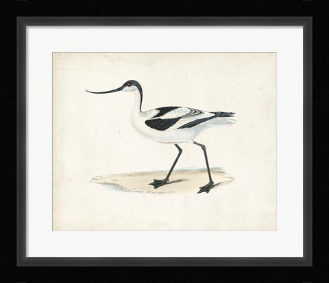 Framed Sandpiper IV Print