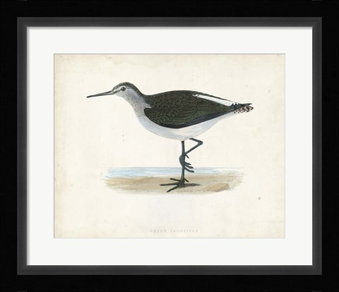 Framed Sandpiper VI Print